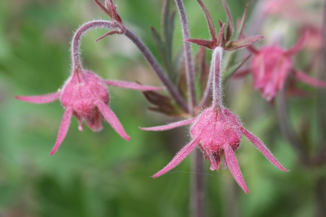 prairie smoke flowers