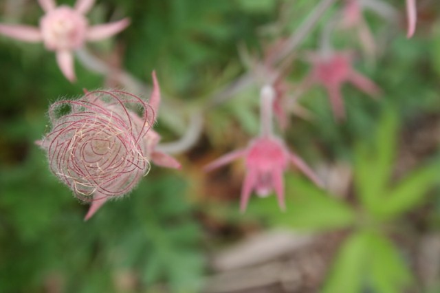 prairie smoke seed head and flower - top view