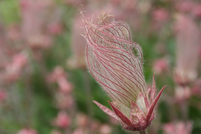 prairie smoke seed head