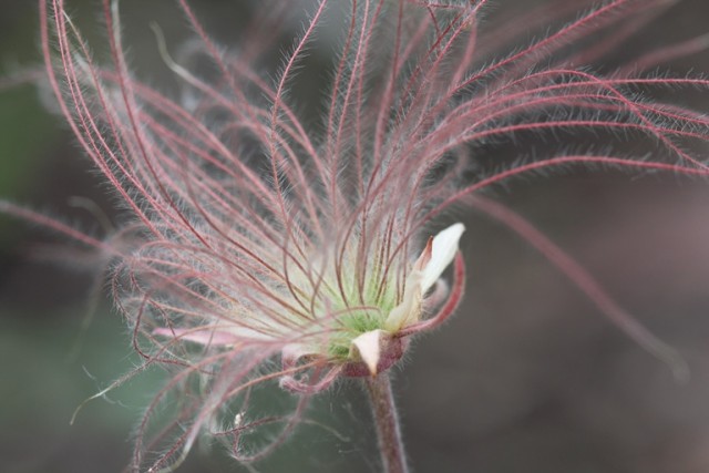 prairie smoke seed head