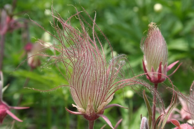 prairie smoke seed head