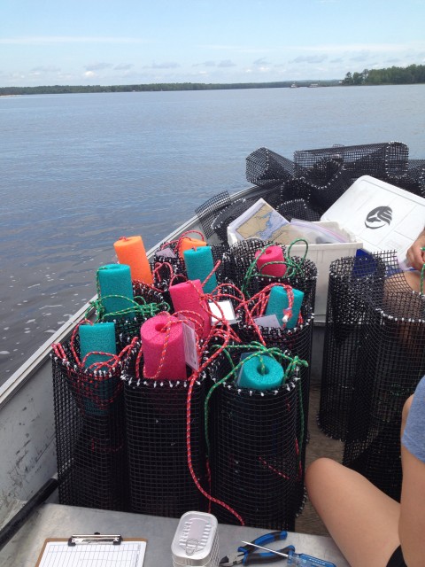 We attached floats to our traps before deploying them to ensure that we could find them once again. Definitely colourful and very noticeable!