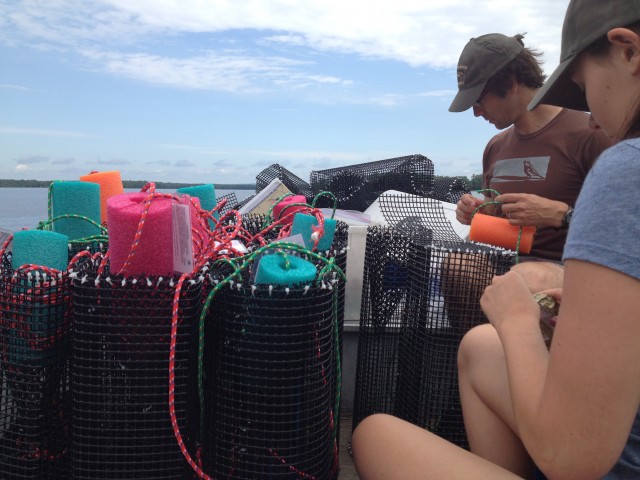 David Browne, Director of Conservation and Breanna Hallihan, summer field biologist, preparing our eel pots for deployment down near Arnprior.  Each trap was baited in hopes to attract eels.