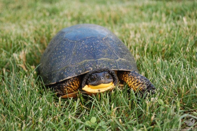 dan-mcintyre-blanding-turtle