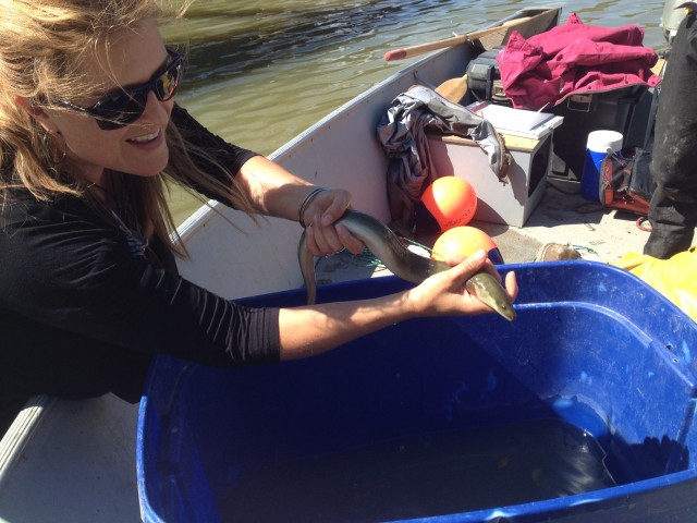 Naomi Langlois-Anderson, Senior Fish and Wildlife Technician for South Nation Conservation handles the eel that was caught in the South Nation River.