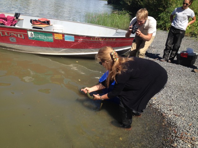 Naomi Langlois-Anderson releases an eel that was caught into the South Nation river after their field crew took morphometric data.