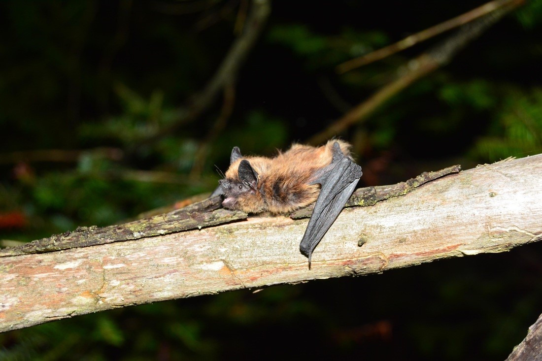 It's Bat Appreciation Day! – Your Connection to Wildlife