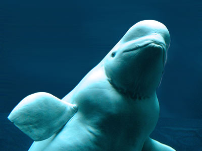 beluga-in-water