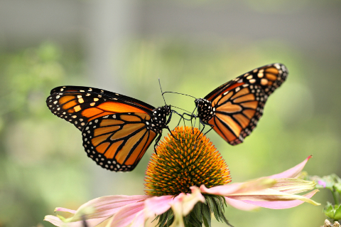 Butterfly 2 clearance