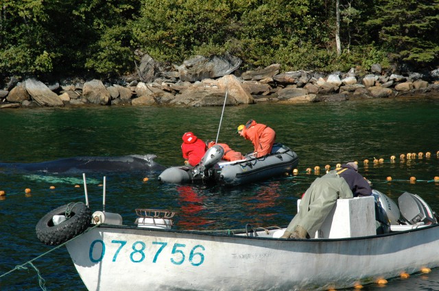 Whale Release and Strandings Group from Newfoundland and Labrador 2