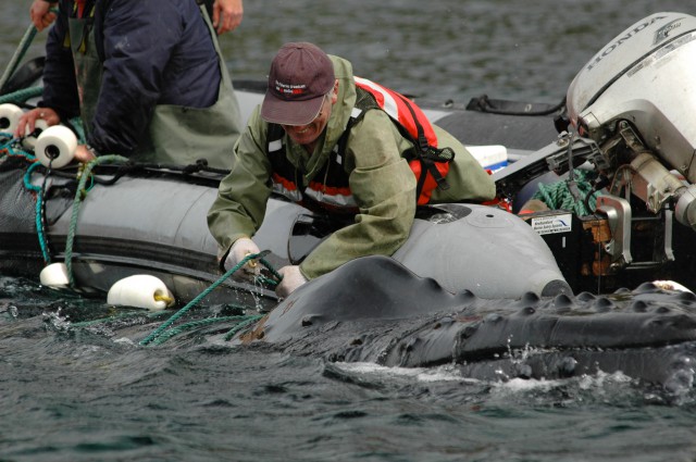 Whale Release and Strandings Group from Newfoundland and Labrador
