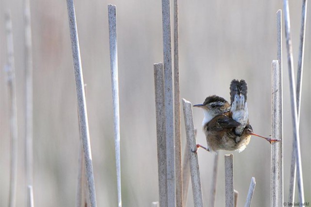 grand-prize-amateur-tom-lusk-wren