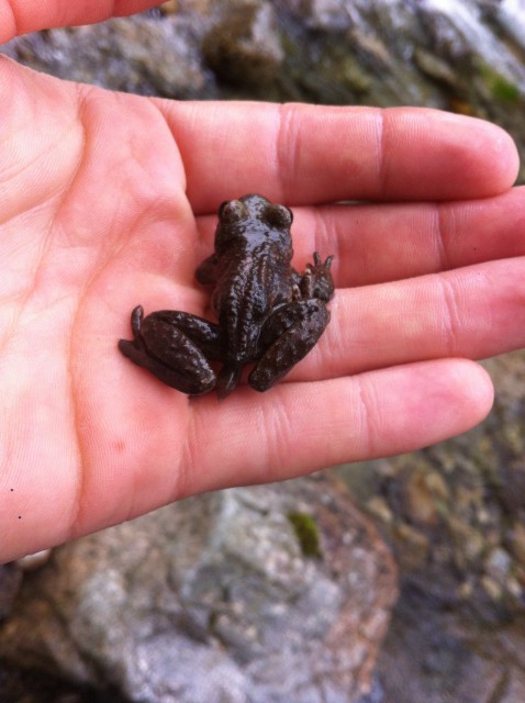 A male coastal tailed frog