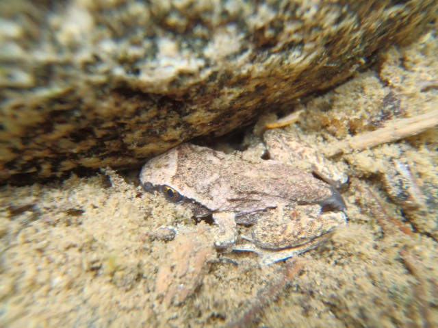 A coastal tailed frog metamorph