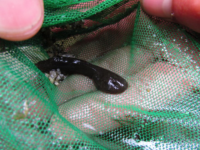 A coastal tailed frog tadpole