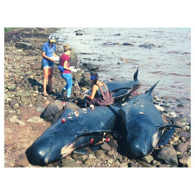 Marine Animal Response Society (MARS) volunteers take post-mortem samples and measurements of the long-finned pilot whales (Globicephala melas) that washed ashore in Judique, NS, on August 4, 2015. The blubber samples (tissue cubes seen above) help to determine the relative health of the animal at the time of death – these whales were found to have normal blubber thickness, meaning they were in good health at the time of the stranding.