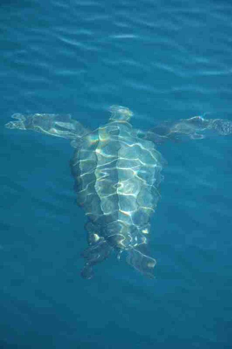 How Leatherbacks Migrate – Your Connection to Wildlife