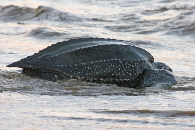 The distinctive ridges of a leatherback turtle's carapace