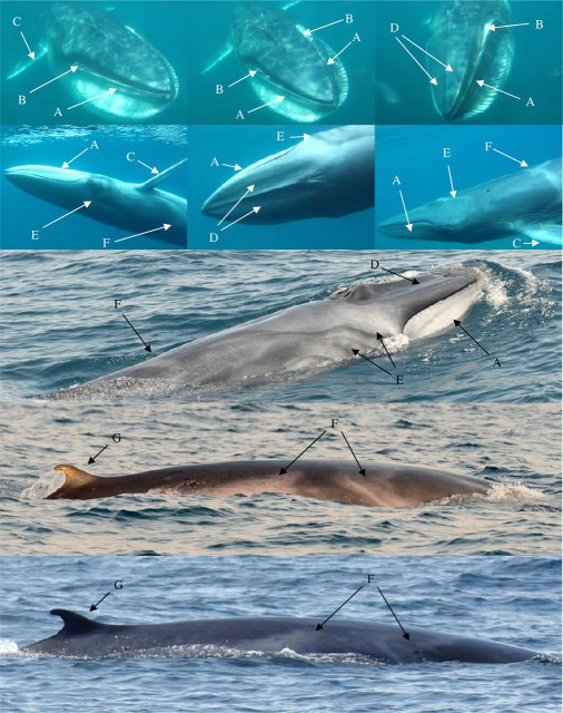 Omuras whale reproduced from Cerchio et al 2015
