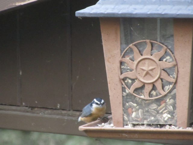 RedBreastedNuthatch_RB