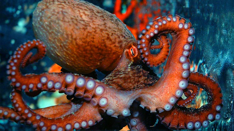 A Pacific octopus is one of the many marine invertebrates found in our oceans (PHOTO)