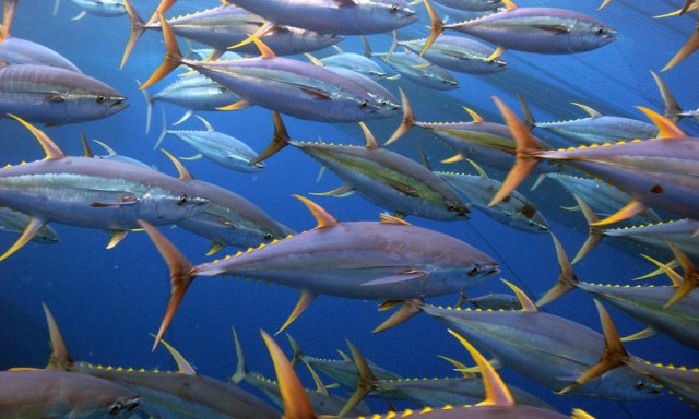 Example of streamlined body of a yellowfin tuna (PHOTO)