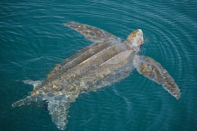 A leatherback turtle had large flippers that make it an efficient swimmer (PHOTO: Canadian Sea Turtle Network)