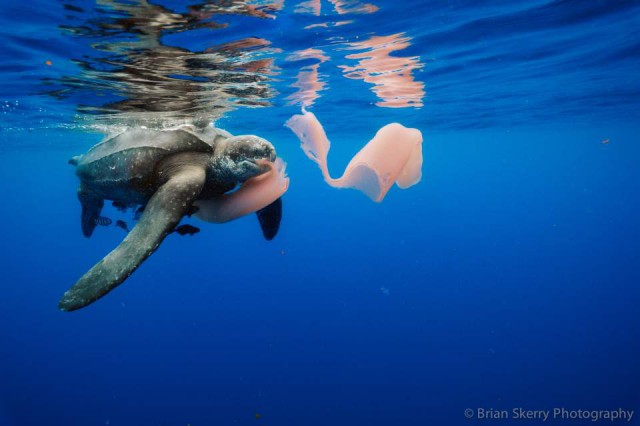 Leatherback turtle feeding on a jellyfish (PHOTO)