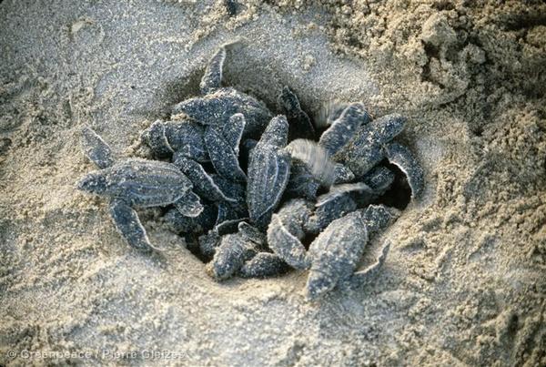 Leatherback Turtle Hatchlings (PHOTO)