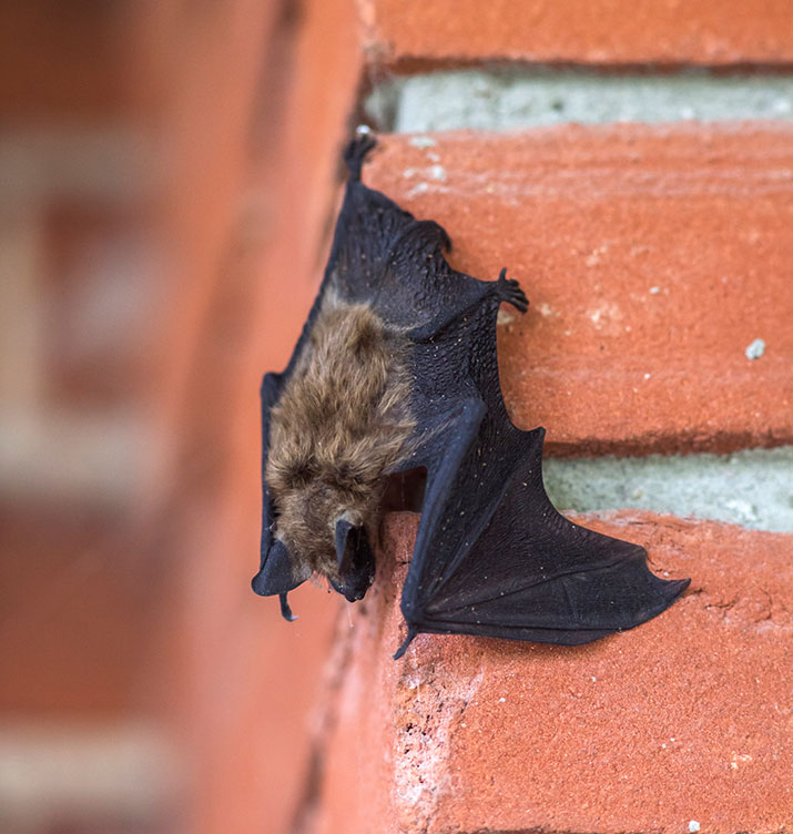 Etes Vous Ouvert A La Possibilite De Cohabiter Avec Des Chauves Souris Your Connection To Wildlife