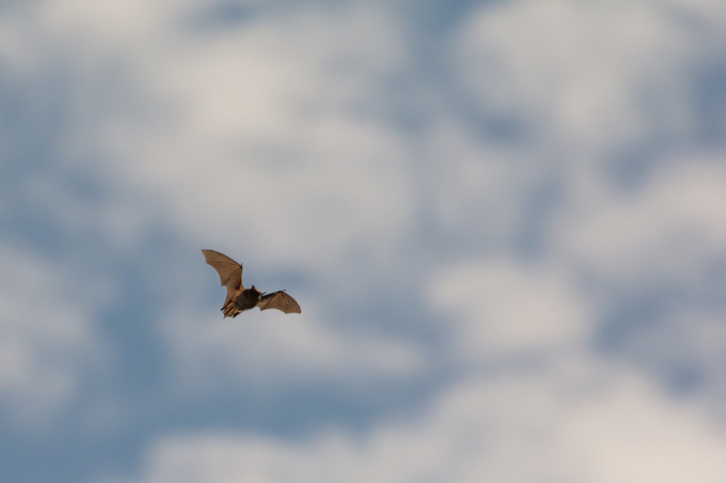 A Myotis bat flies in the evening sun