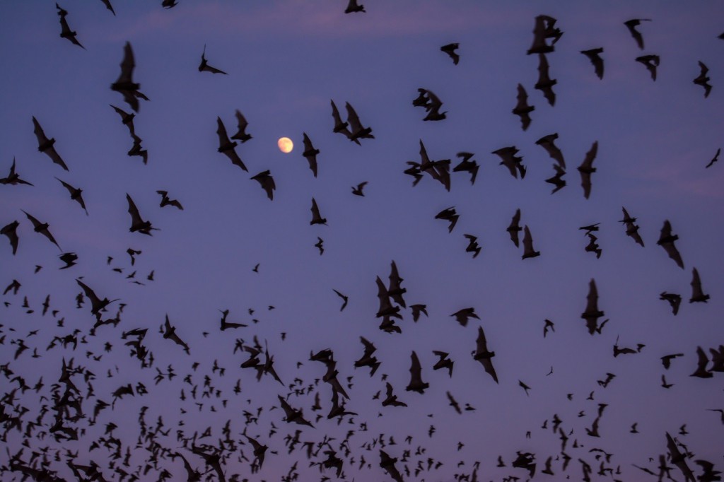 Hundreds of Mexican free-tailed bats using echolocation to avoid mid-air collisions