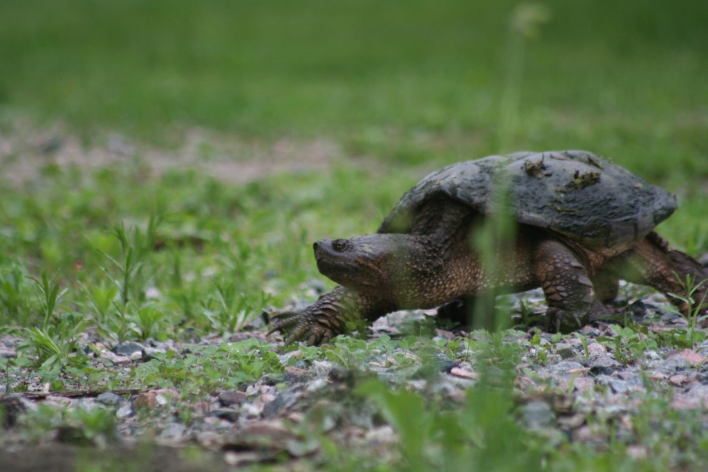 snapping turtle female grass carolyn callaghan
