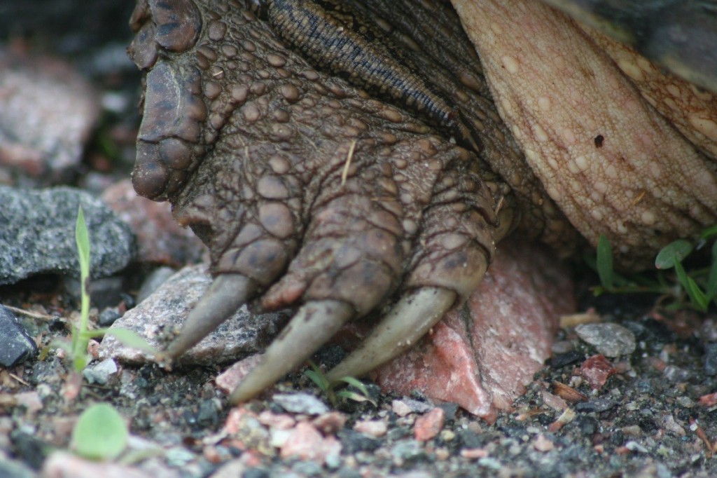 snapping turtle foot carolyn callaghan