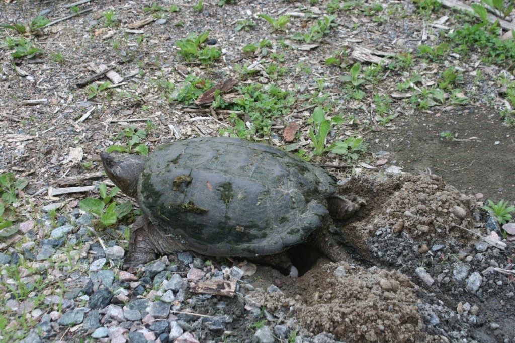 snapping turtle laying eggs carolyn callaghan