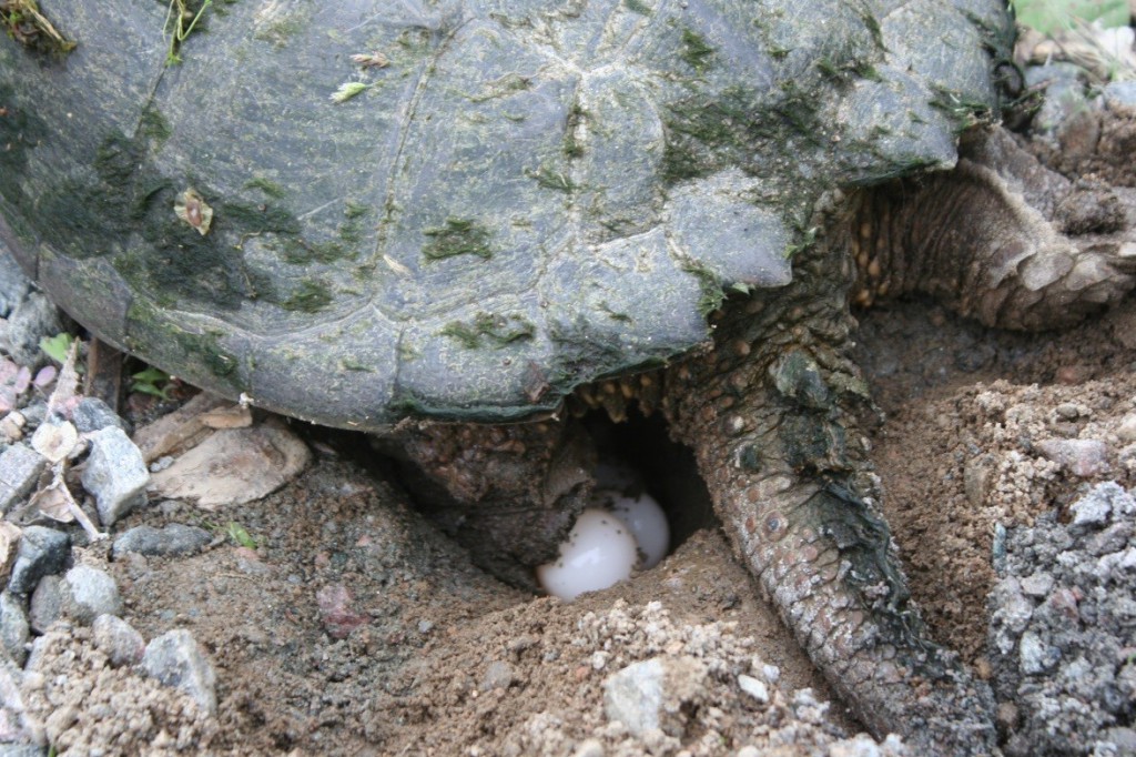snapping turtle laying eggs close up carolyn callaghan