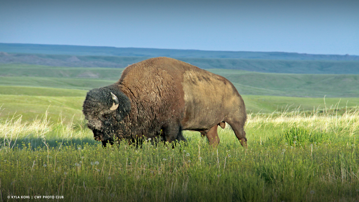 Grasslands-National-Park