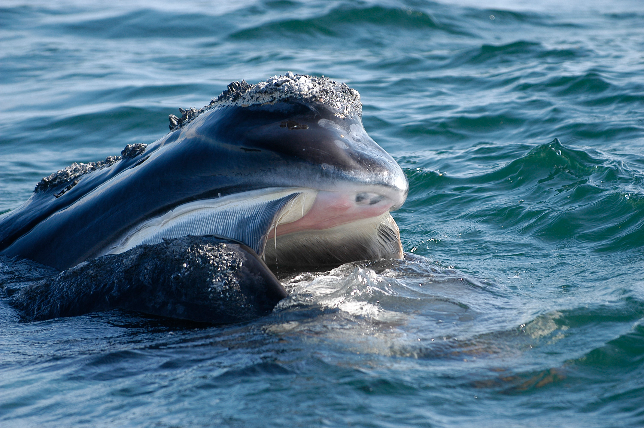 Photo: North Atlantic Right Whale