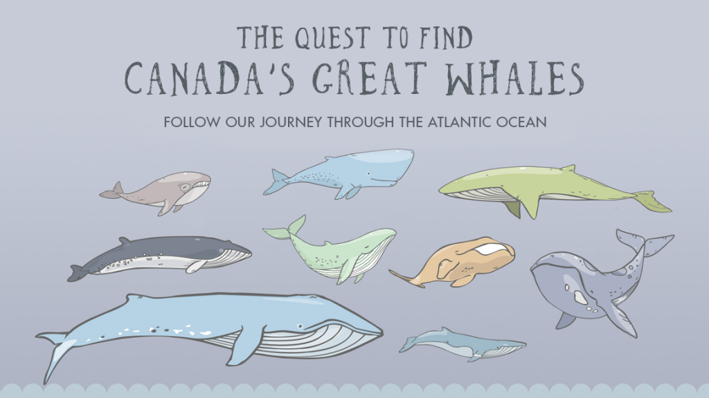 Quest to Find Canada's Great Whales