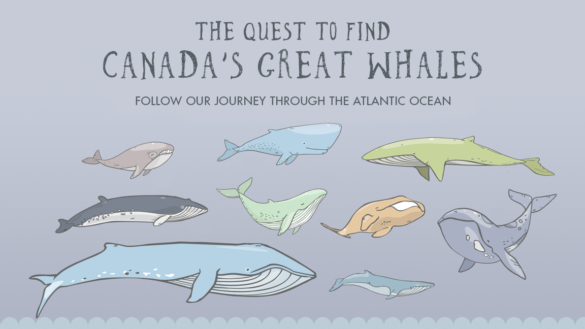 Quest to Find Canada's Great Whales