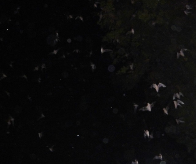 View from the top of the bridge of the bats flying off into the night