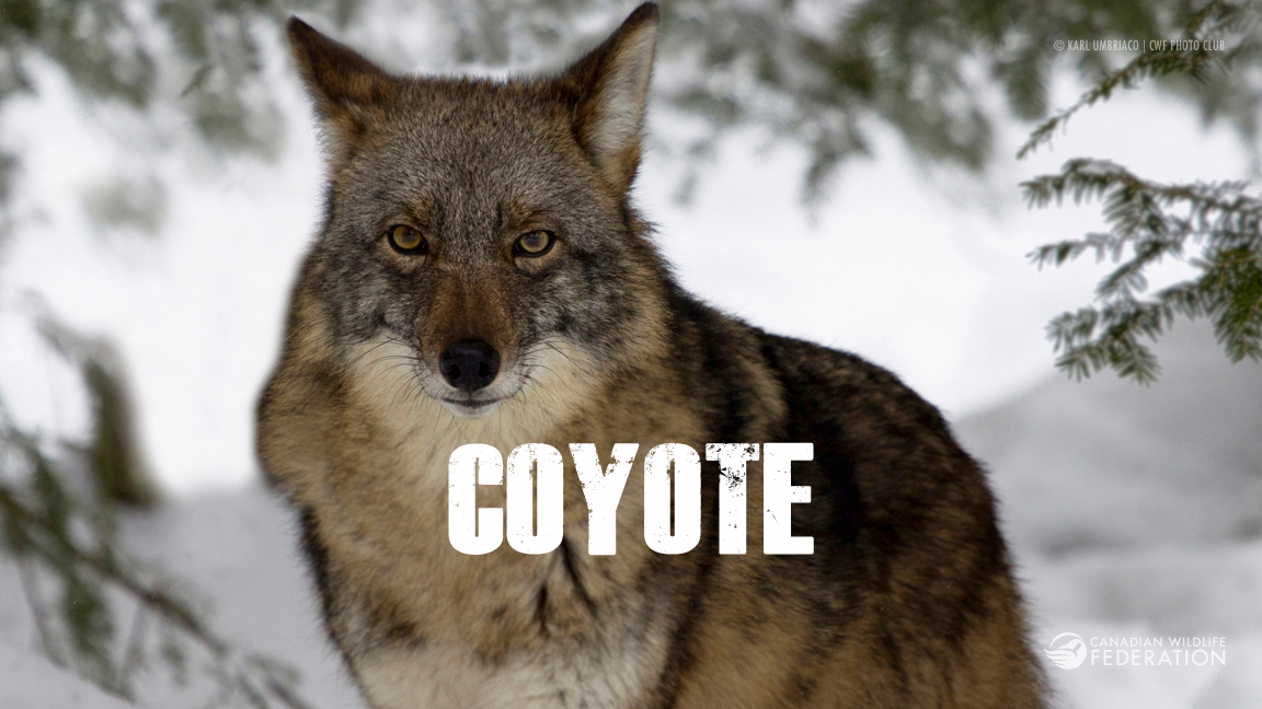 coyote2