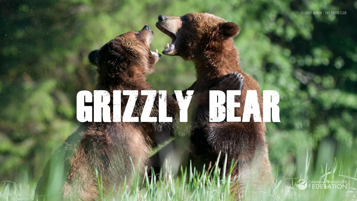 grizzly2