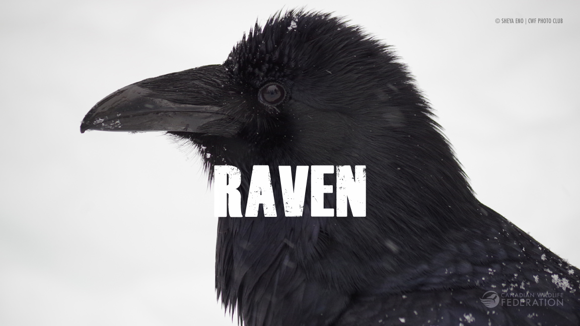 raven2