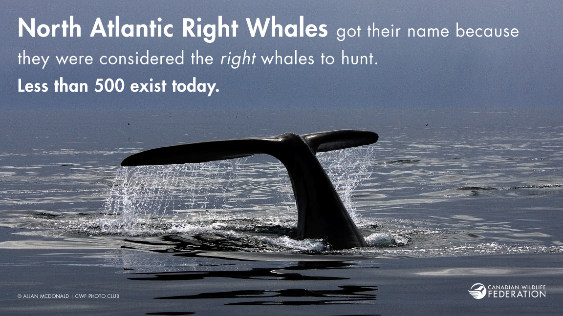 right-whales