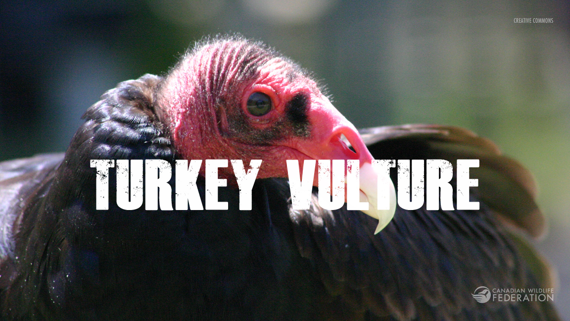 tukey-vulture2