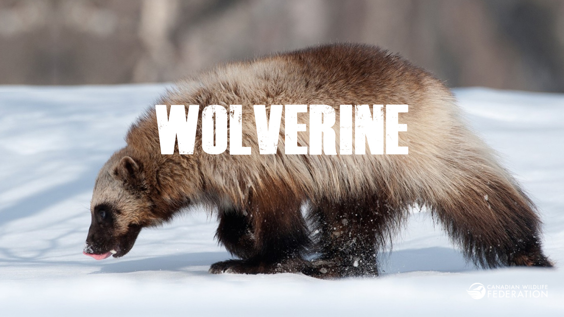wolverine2