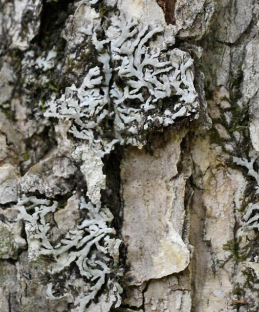 Pale-bellied Frost Lichen