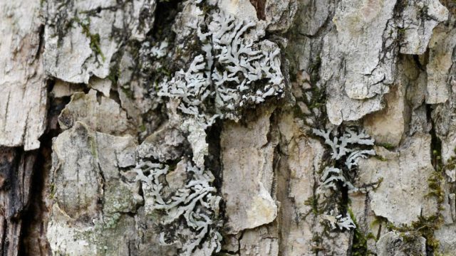 Pale-bellied Frost Lichen