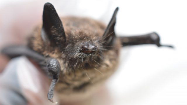 White Nose Syndrome